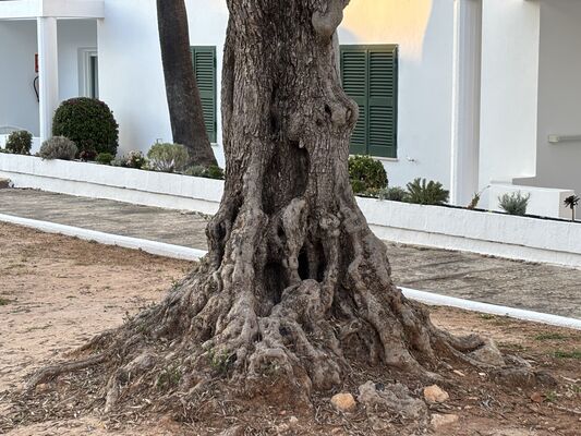 The Tree That Watched: What an Old Olive Taught Me About Governance