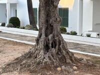 The Tree That Watched: What an Old Olive Taught Me About Governance